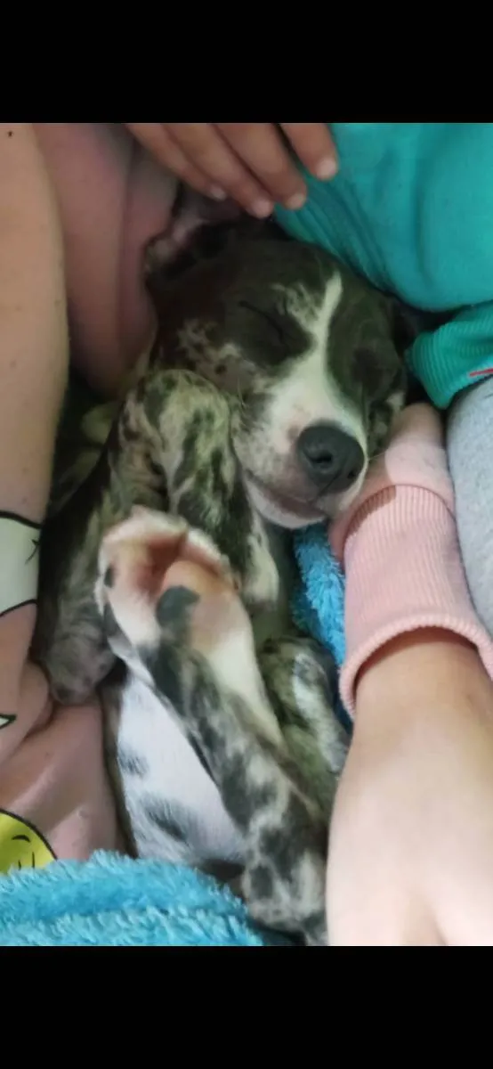 Cachorro raça Não tem  idade 1 ano nome Emma