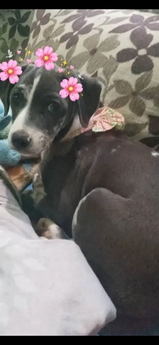Cachorro raça Não tem  idade 1 ano nome Emma