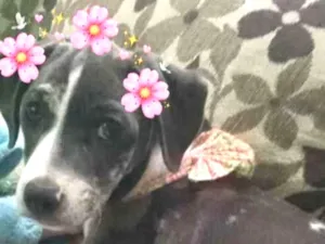 Cachorro raça Não tem  idade 1 ano nome Emma