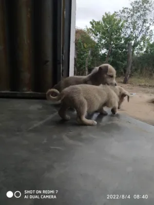 Cachorro raça vira lata idade Abaixo de 2 meses nome Não tem nomes aínda 