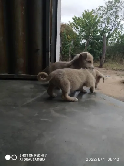 Cachorro raça vira lata idade Abaixo de 2 meses nome Não tem nomes aínda 