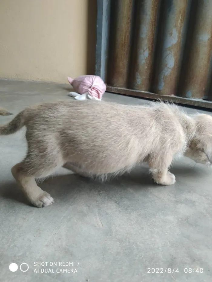 Cachorro raça vira lata idade Abaixo de 2 meses nome Não tem nomes aínda 