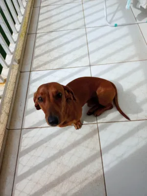 Cachorro raça Salsicha idade 7 a 11 meses nome Barry