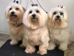 Cachorro raça Shitzu idade 2 anos nome Três meninas 