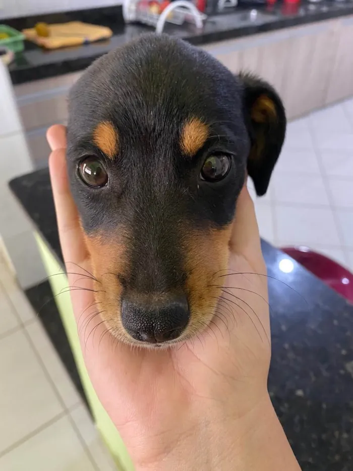Cachorro raça SRD idade 2 a 6 meses nome Flora 
