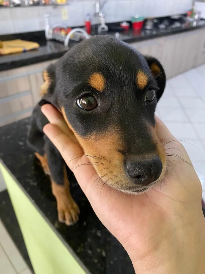 Cachorro raça SRD idade 2 a 6 meses nome Flora 