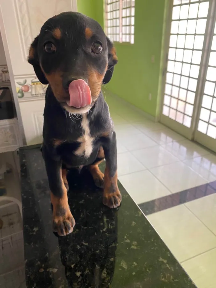 Cachorro raça SRD idade 2 a 6 meses nome Pistache