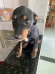 Pistache