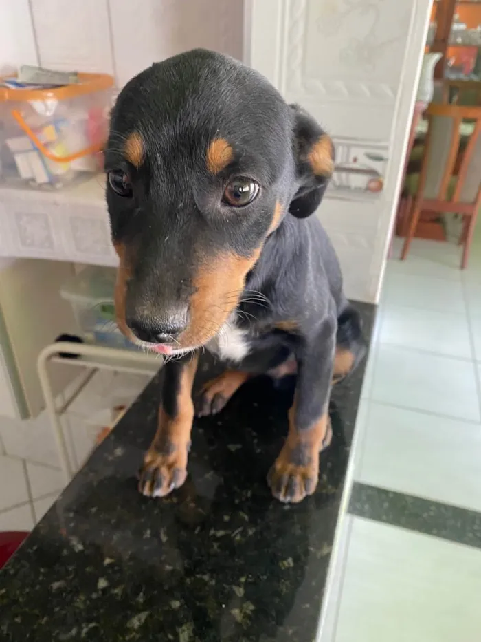 Cachorro raça SRD idade 2 a 6 meses nome Pistache