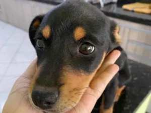 Cachorro raça SRD idade 2 a 6 meses nome Flora 