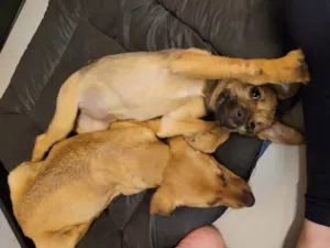 Cachorro raça SER idade 2 a 6 meses nome Sem nome