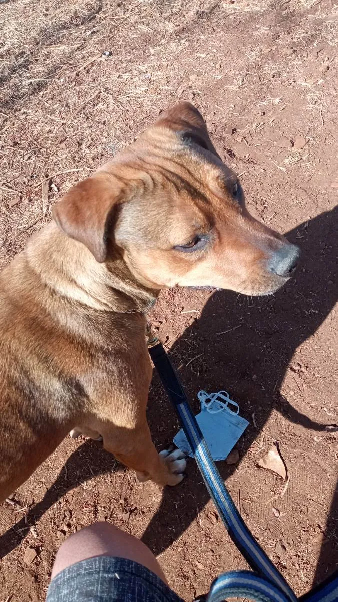 Cachorro ra a Mestiço de pitbull idade 2 anos nome Beca