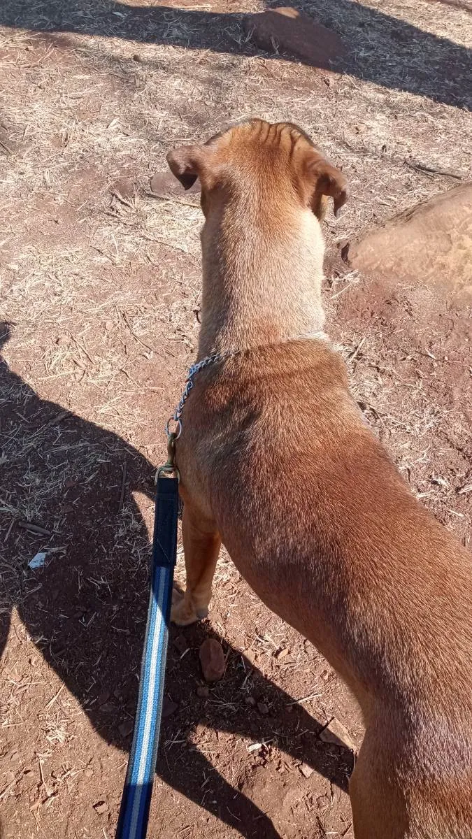 Cachorro ra a Mestiço de pitbull idade 2 anos nome Beca