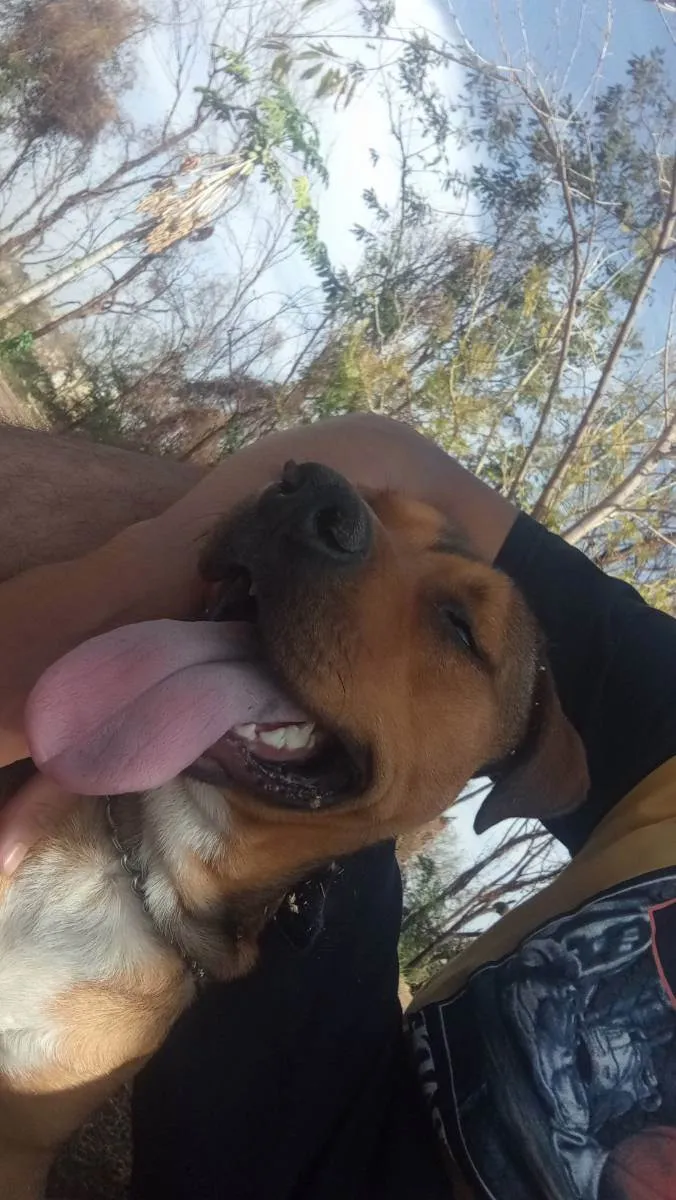 Cachorro ra a Mestiço de pitbull idade 2 anos nome Beca