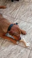 Beca