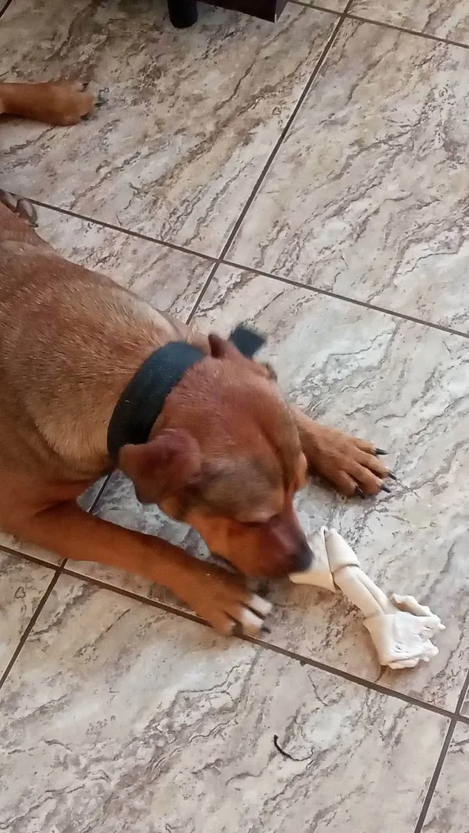 Cachorro ra a Mestiço de pitbull idade 2 anos nome Beca