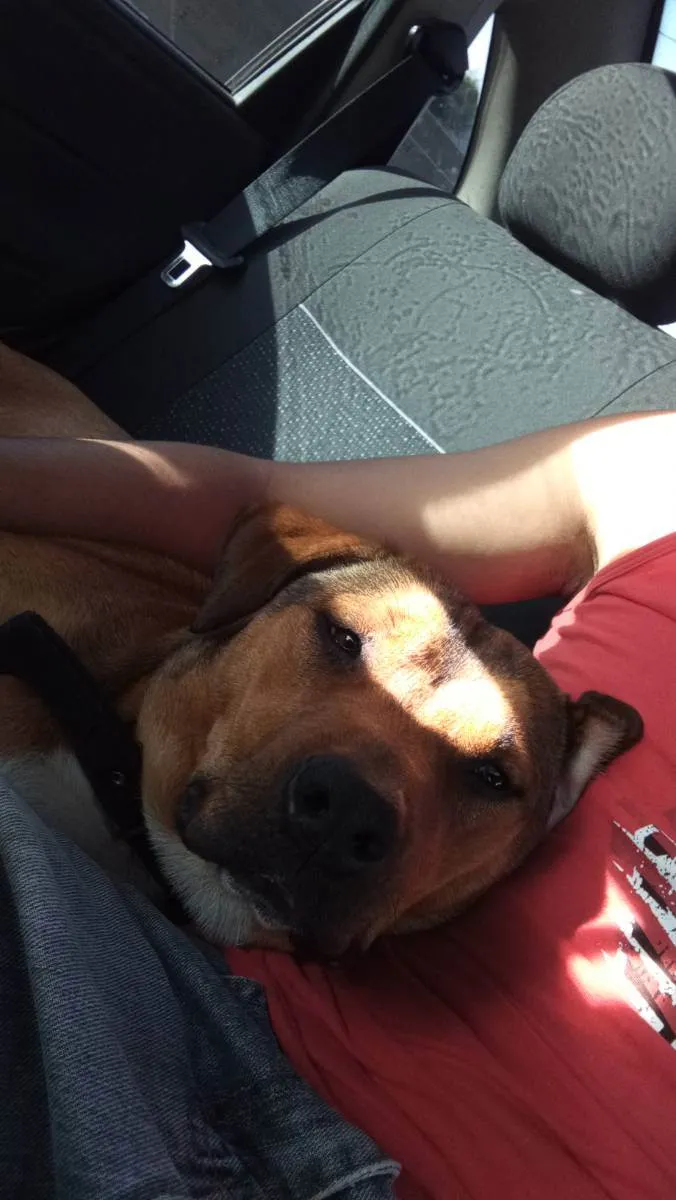 Cachorro ra a Mestiço de pitbull idade 2 anos nome Beca