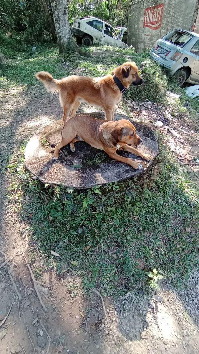 Cachorro ra a Mestiço de pitbull idade 2 anos nome Beca