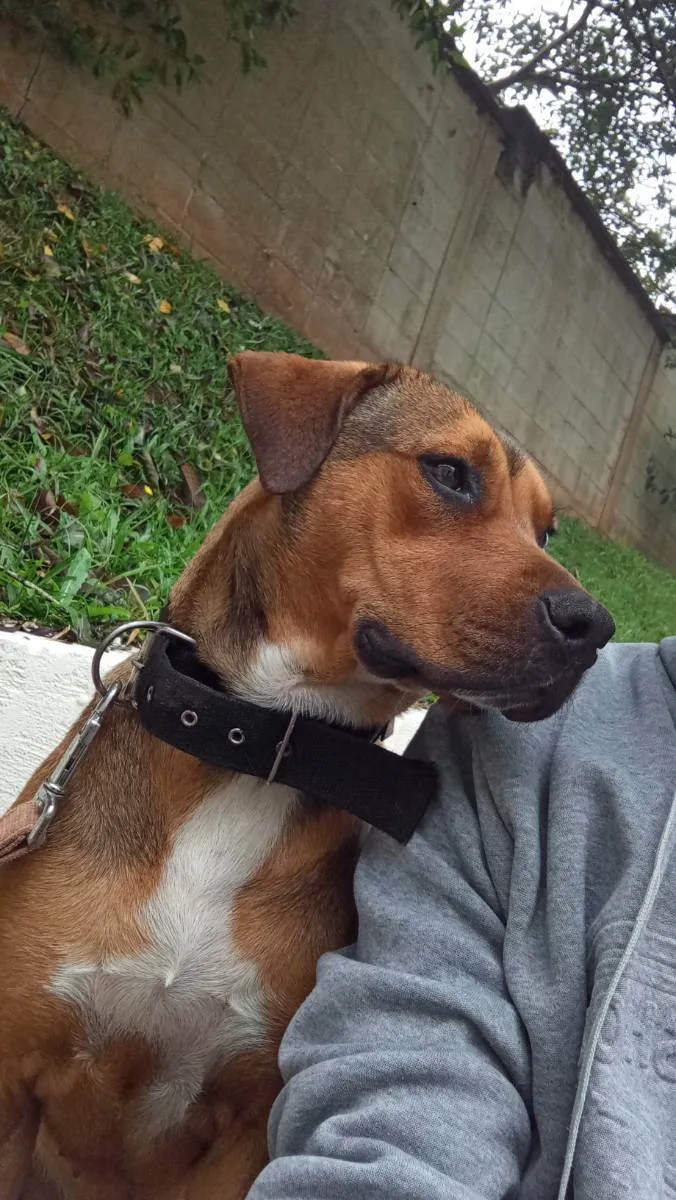 Cachorro ra a Mestiço de pitbull idade 2 anos nome Beca