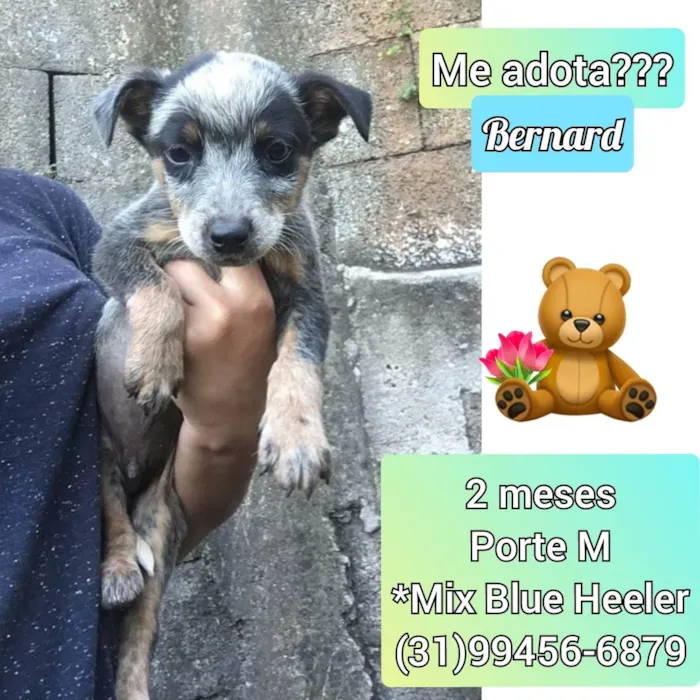 Cachorro raça SRD idade 2 a 6 meses nome Bernard