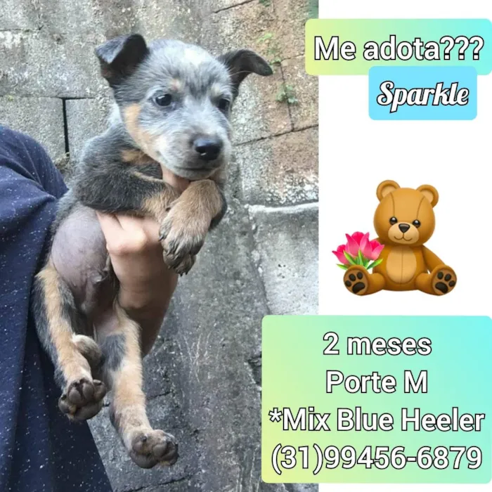 Cachorro raça SRD idade 2 a 6 meses nome Sparkle
