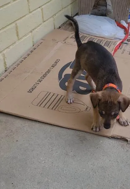 Cachorro raça SRD idade Abaixo de 2 meses nome Eronzinho