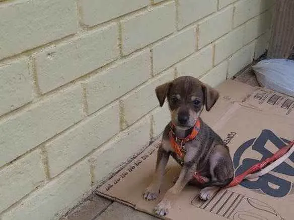 Cachorro raça SRD idade Abaixo de 2 meses nome Eronzinho