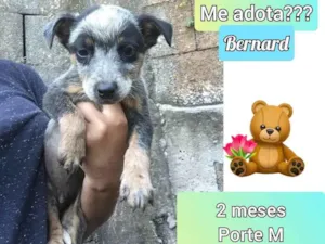 Cachorro raça SRD idade 2 a 6 meses nome Bernard
