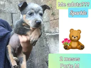 Cachorro raça SRD idade 2 a 6 meses nome Sparkle