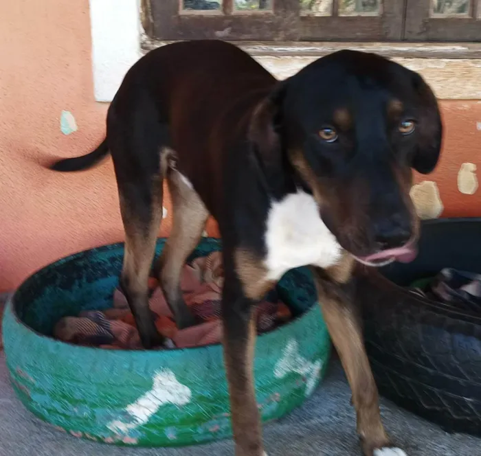 Cachorro ra a SRD idade 7 a 11 meses nome Tupã 