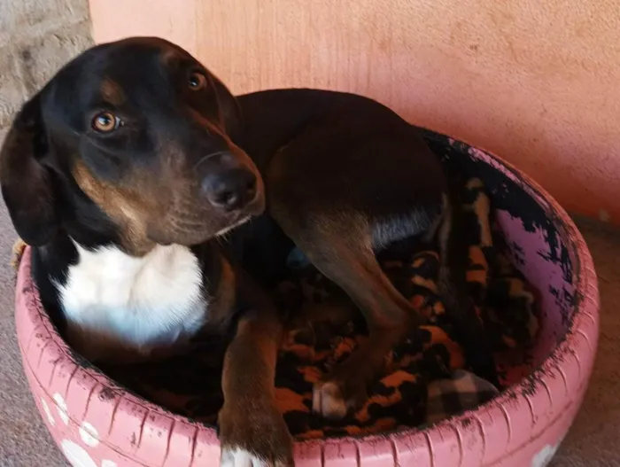 Cachorro ra a SRD idade 7 a 11 meses nome Tupã 