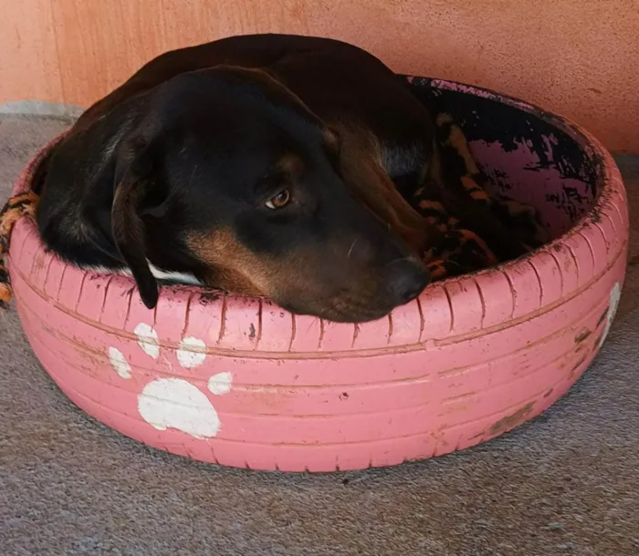 Cachorro ra a SRD idade 7 a 11 meses nome Tupã 