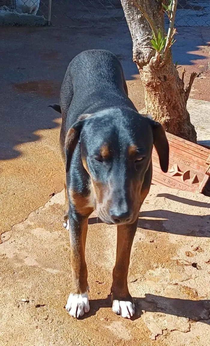 Cachorro ra a SRD idade 7 a 11 meses nome Tupã 