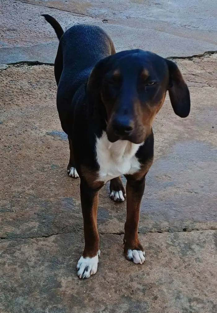 Cachorro ra a SRD idade 7 a 11 meses nome Tupã 