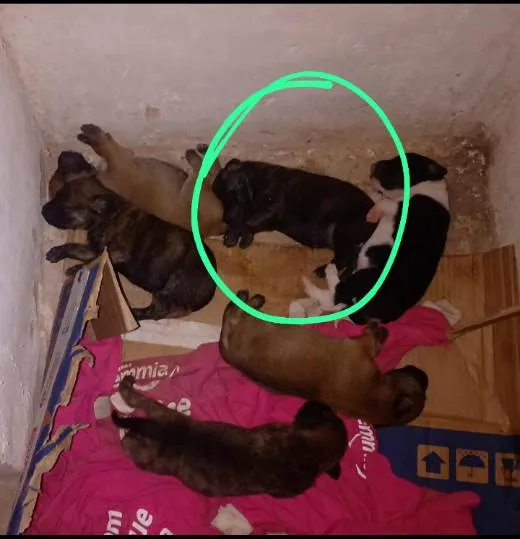 Cachorro raça Vira lata idade Abaixo de 2 meses nome Não tem nome