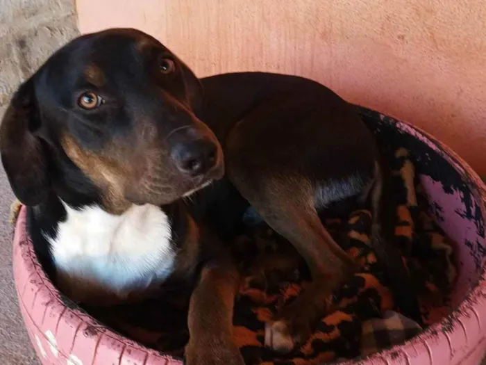 Cachorro ra a SRD idade 7 a 11 meses nome Tupã 