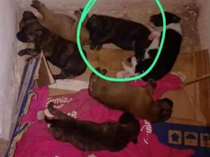 Cachorro raça Vira lata idade Abaixo de 2 meses nome Não tem nome