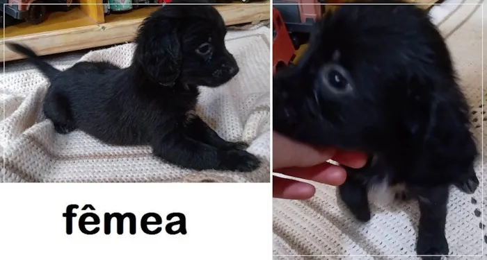 Cachorro ra a Indefinida idade 2 a 6 meses nome Filhotes 