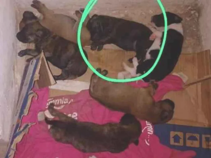 Cachorro raça Vira lata idade Abaixo de 2 meses nome Não tem nome