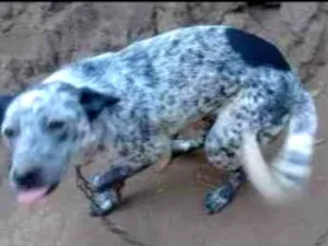 Cachorro raça Burriler idade 7 a 11 meses nome Sheik