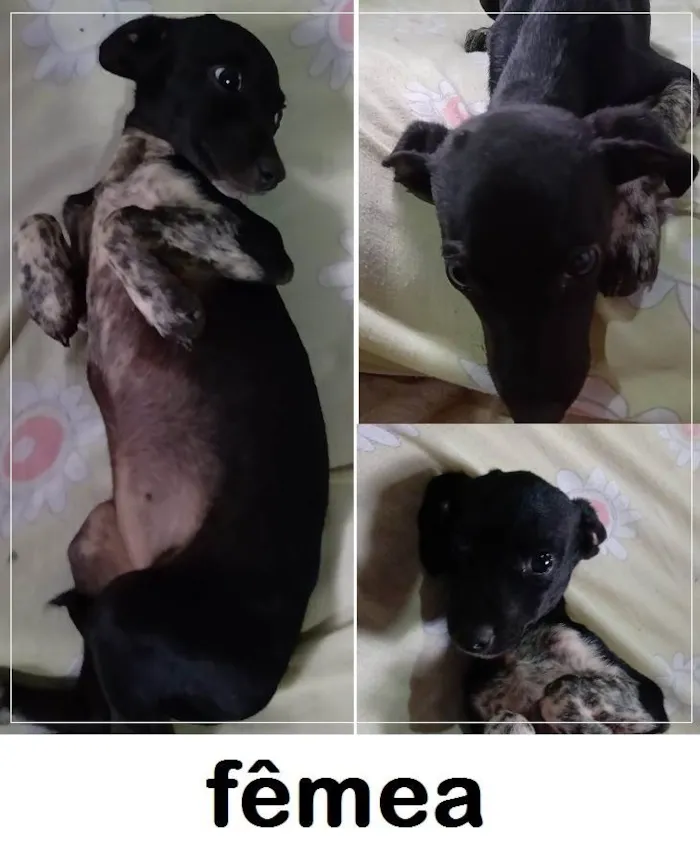 Cachorro ra a Indefinida idade 2 a 6 meses nome Filhotes 