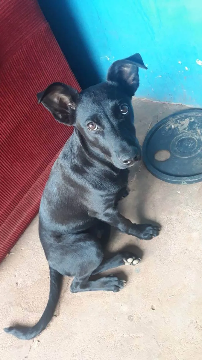 Cachorro ra a Viralata idade 2 a 6 meses nome Luck