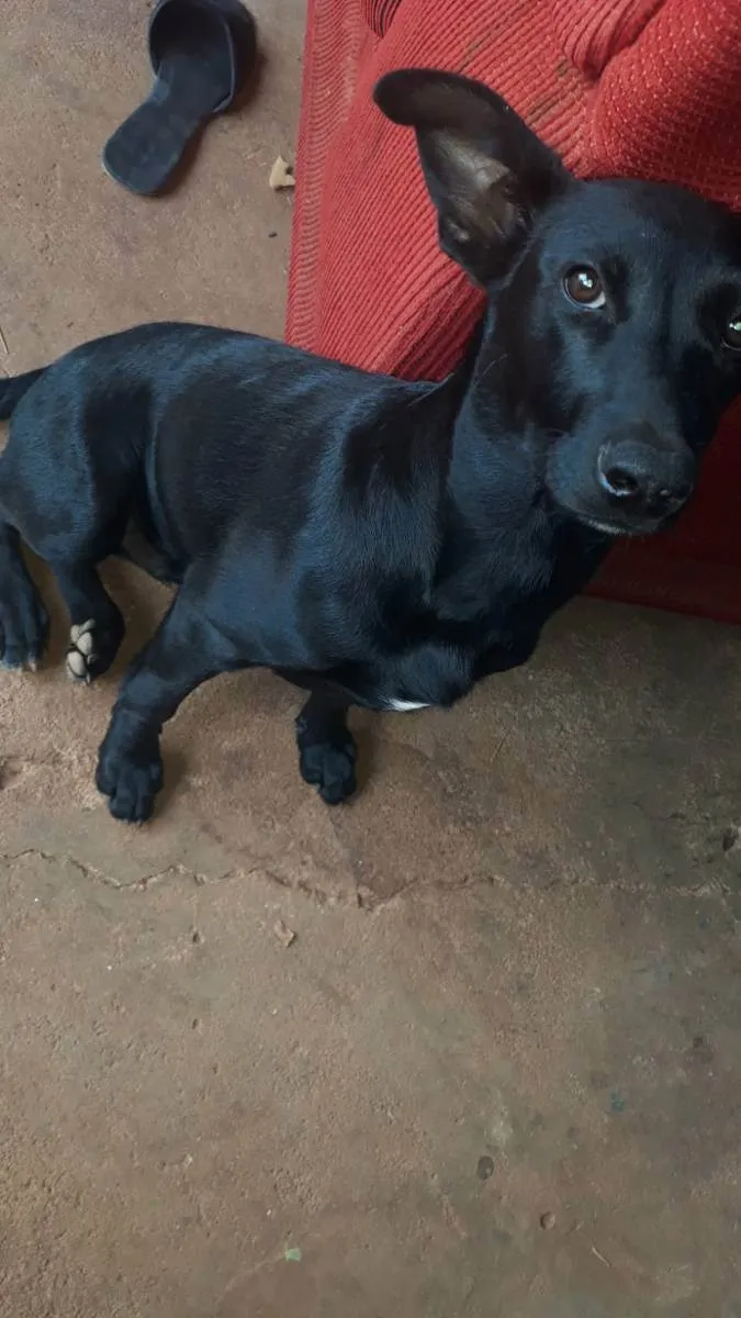 Cachorro ra a Viralata idade 2 a 6 meses nome Luck