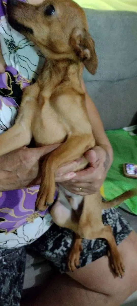 Cachorro ra a Pinscher + vira lata de porte  idade 2 a 6 meses nome Sem nome