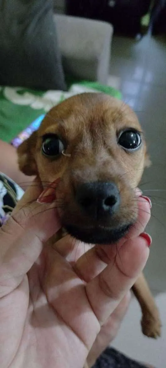 Cachorro ra a Pinscher + vira lata de porte  idade 2 a 6 meses nome Sem nome