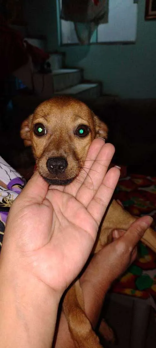 Cachorro ra a Pinscher + vira lata de porte  idade 2 a 6 meses nome Sem nome
