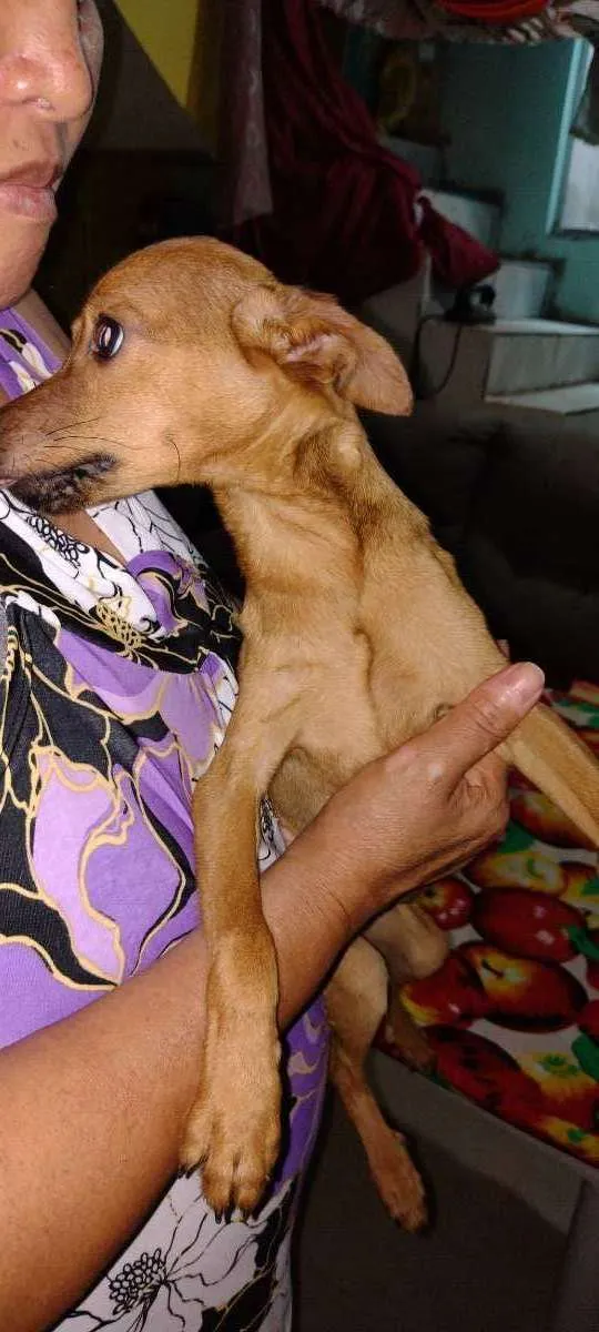 Cachorro ra a Pinscher + vira lata de porte  idade 2 a 6 meses nome Sem nome
