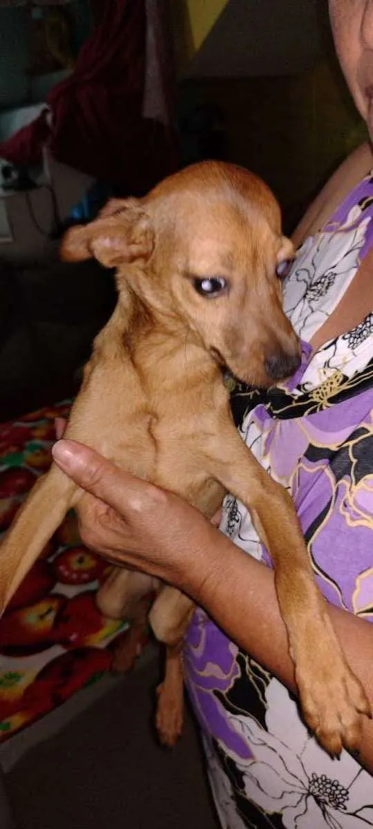 Cachorro ra a Pinscher + vira lata de porte  idade 2 a 6 meses nome Sem nome