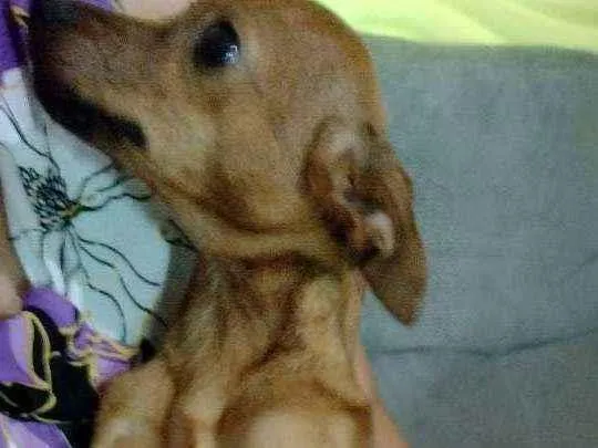 Cachorro ra a Pinscher + vira lata de porte  idade 2 a 6 meses nome Sem nome