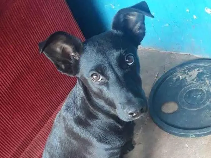 Cachorro ra a Viralata idade 2 a 6 meses nome Luck